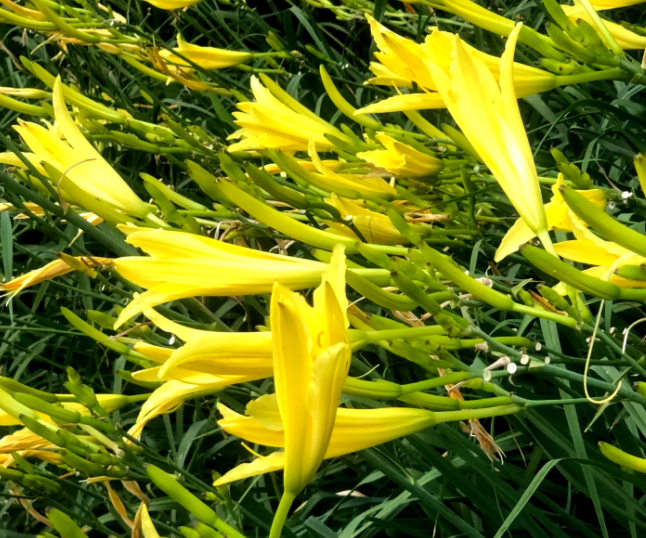 黄花菜的生长环境如何