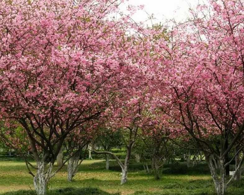 海棠树浇水的正确方法是什么呢
