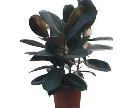 橡皮树如何换盆