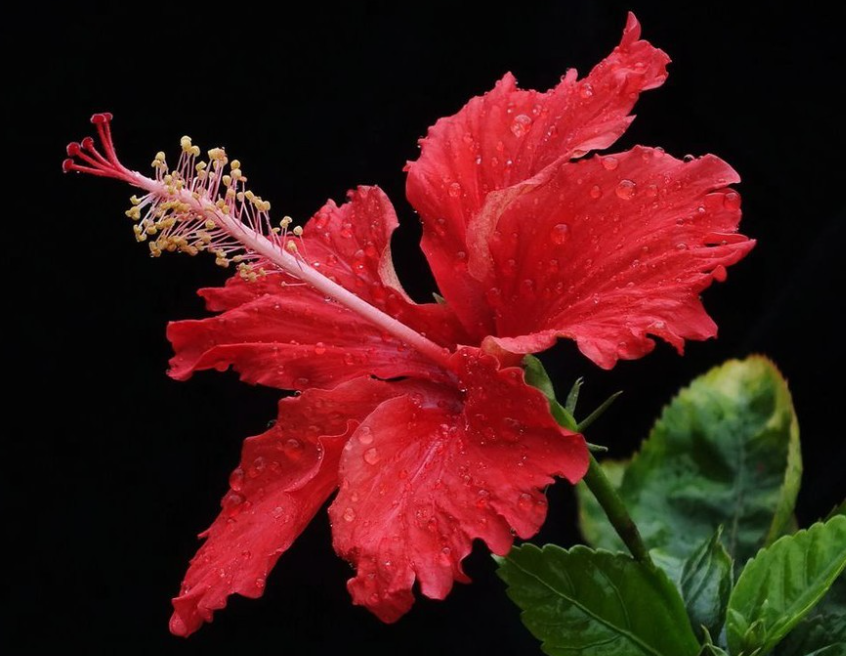 扶桑花什么时候换土