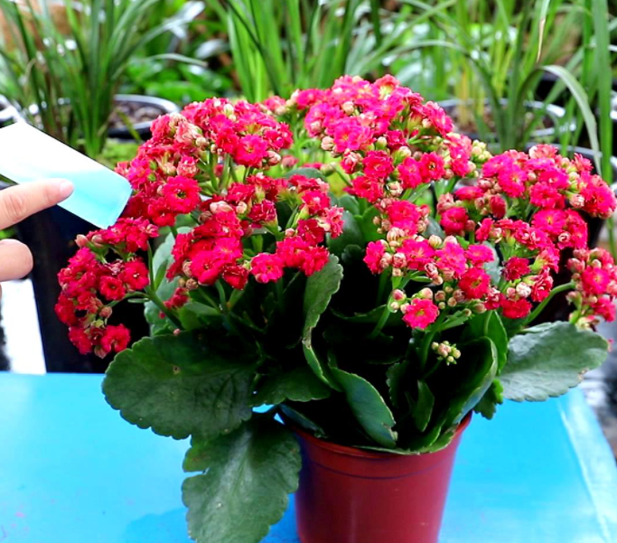 种植长寿花时原有的土要弄掉吗