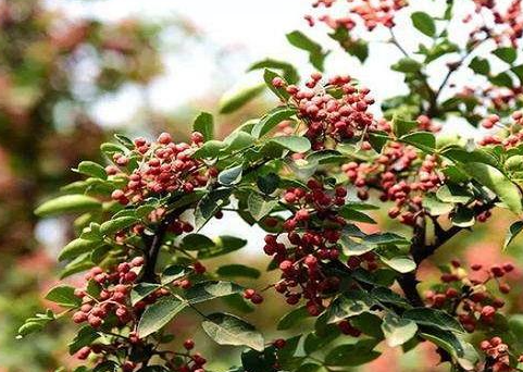 栽花椒树有什么禁忌吗