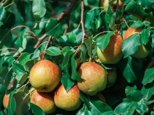 第一年栽的梨树怎么管理