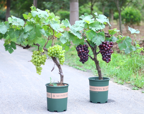 盆栽葡萄的开花技巧是什么