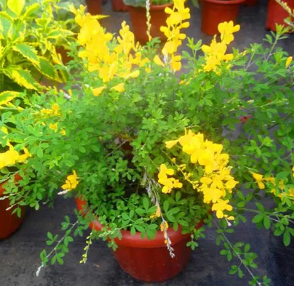 金雀花的盆栽种植方法是什么呢