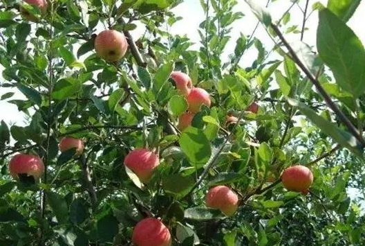 苹果树一年浇几次水