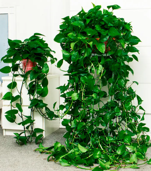 什么花吸收甲醛净化空气最好