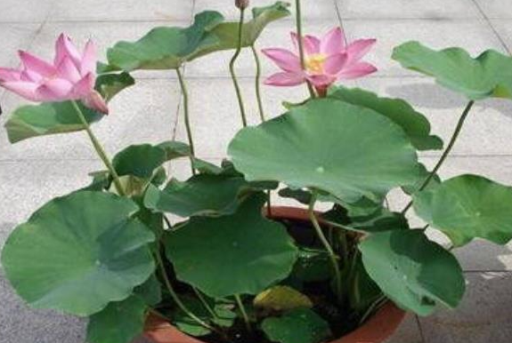 盆栽荷花的养殖方法和注意事项