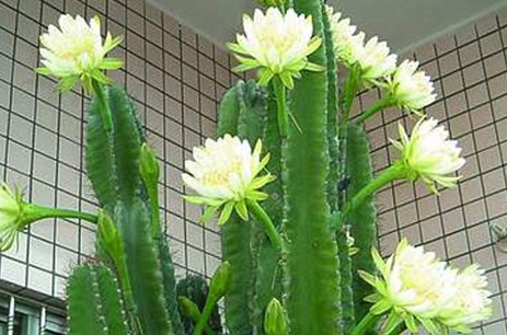 龙骨花的养殖方法移植