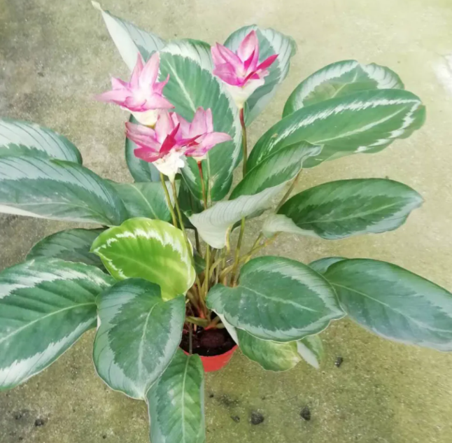 青莲竹芋开花后怎么处理