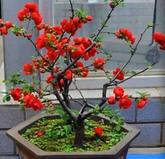 海棠树用什么土栽培