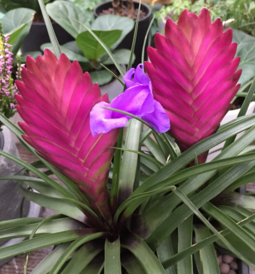 紫花凤梨的价格是多少