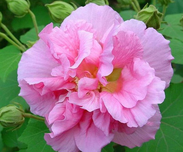 芙蓉花叶片水培的方法