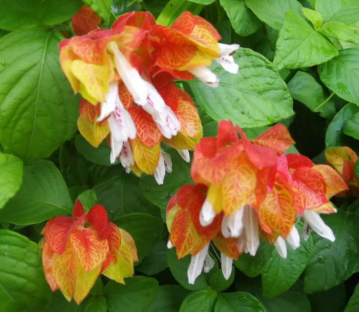 虾衣花为什么掉花