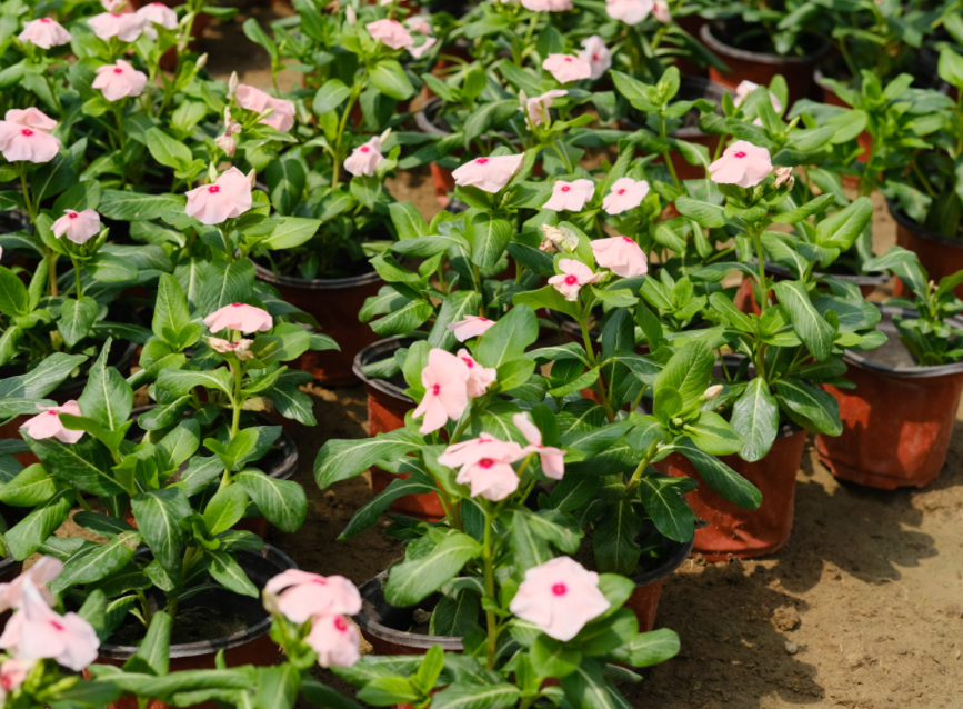 长春花换盆蔫了怎么办