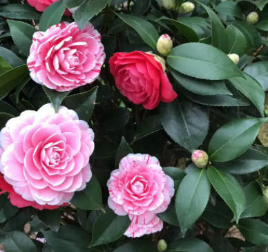 五色赤丹茶花特征