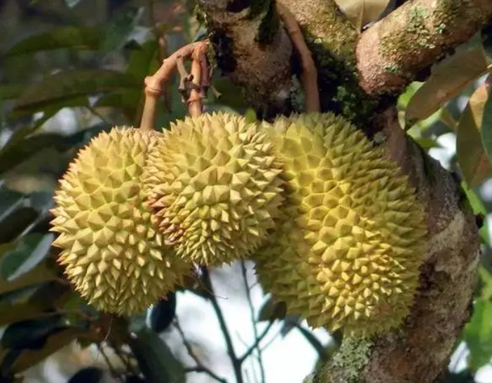 榴莲怎么长的是树还是地下