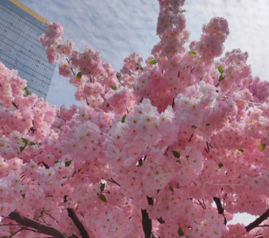 有花不结果实的树