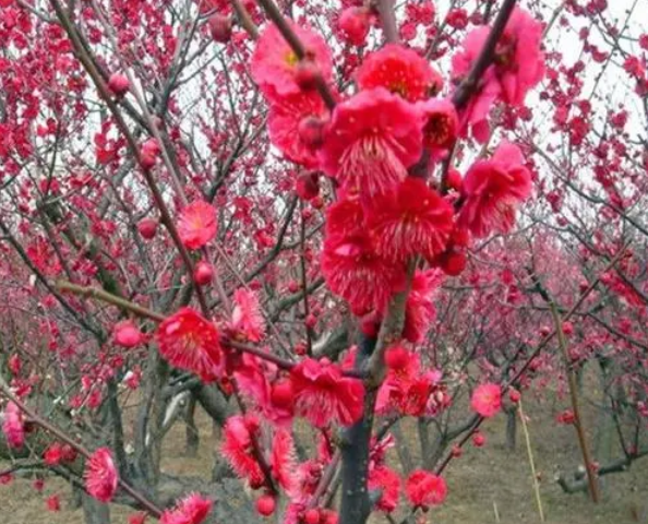 骨里红梅花属于什么品种