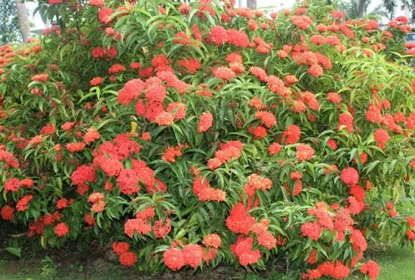 龙船花修剪完多久复花