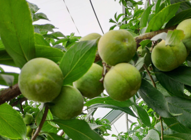 院里种李子树好吗