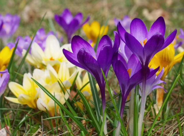 番红花和藏红花区别是什么