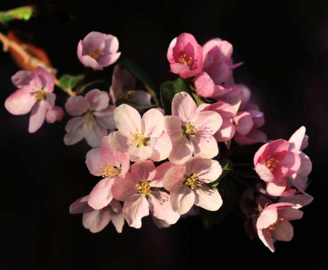 海棠花适合家里养吗