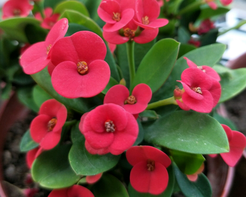 怎样修剪虎刺梅让他再次开花