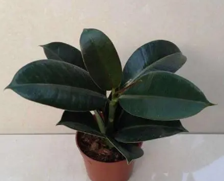 橡胶树盆栽如何修剪呢