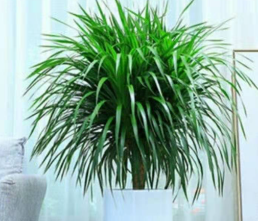 怎么养龙须树长得茂盛