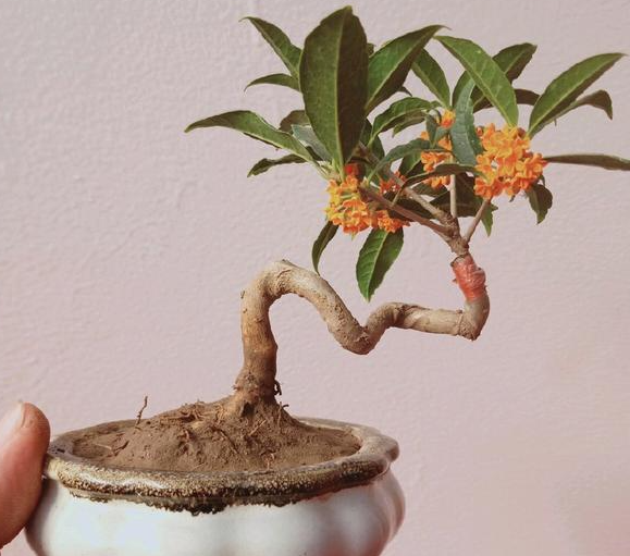 桂花移盆要注意什么