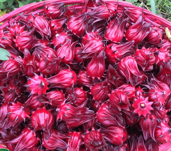 洛神花种子怎么收