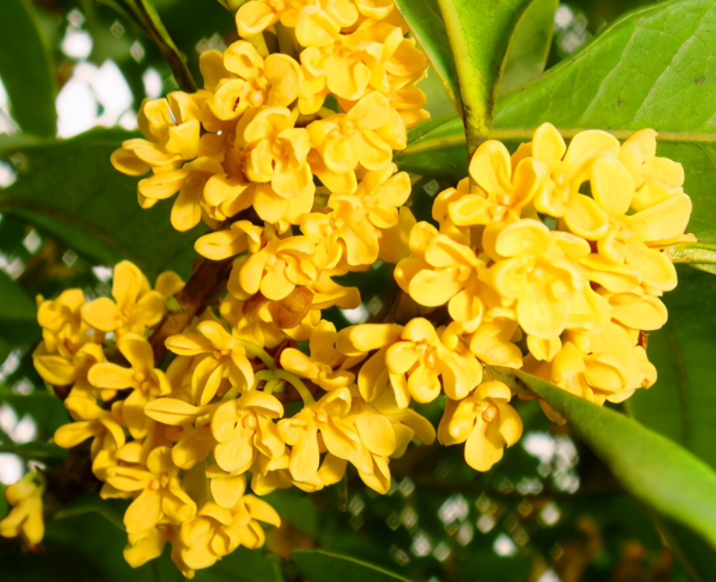 屋顶花园种什么树好