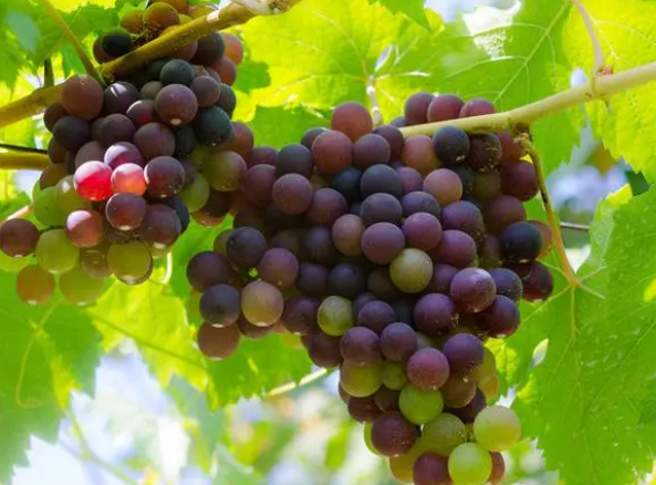 大门右侧种了葡萄树可以吗