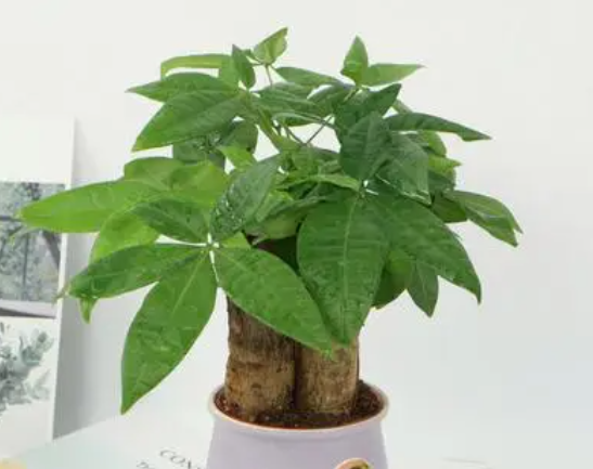 发财树换盆后几天能缓过来