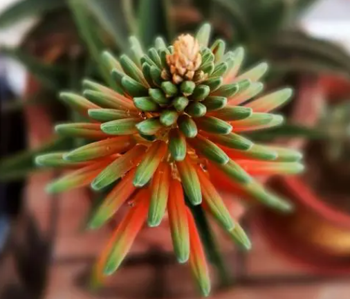 芦荟花的养殖注意事项是什么