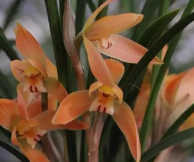 红双喜兰花好养吗