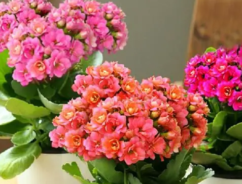 长寿花可以养几年