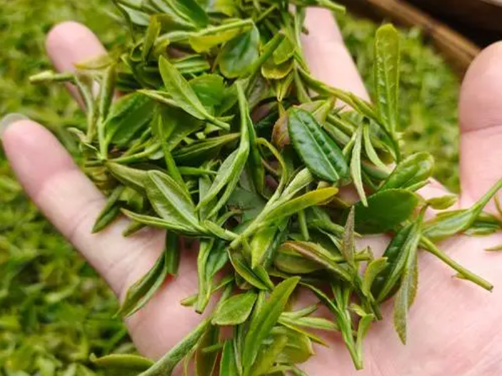 没有泡的茶叶可以直接放花盆里吗