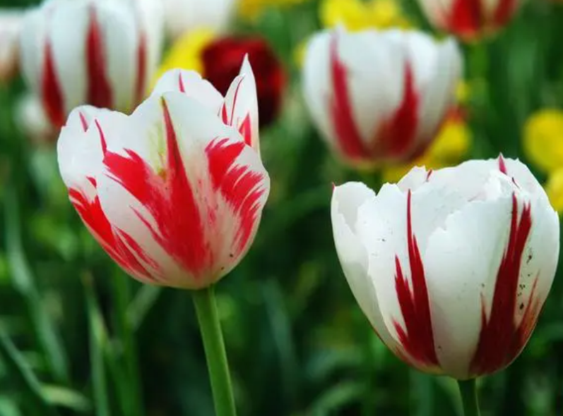 郁金香的花期在什么时候呢