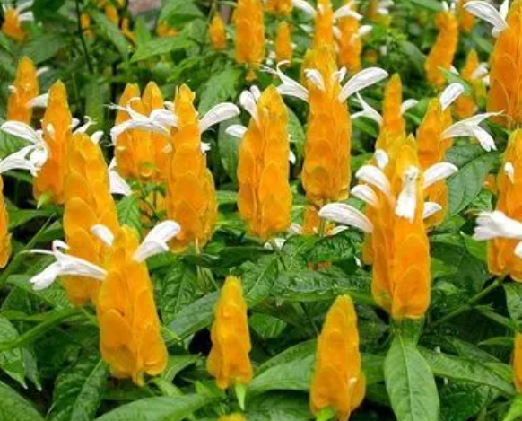 金苞花多少钱一盆