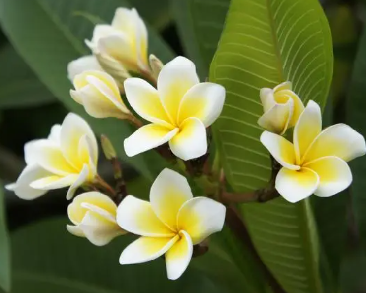 鸡蛋花有什么土壤要求呢