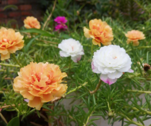 太阳花的种子是怎么来的