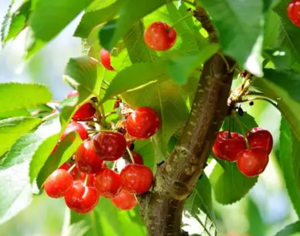 北方几月份栽樱桃树最好