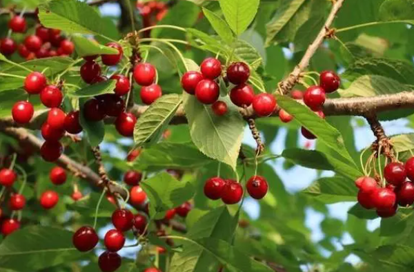 樱桃树怎么管理才能结果