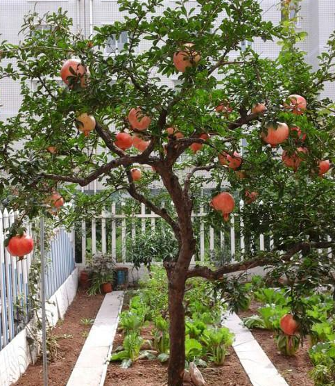 北方庭院适合种植什么树