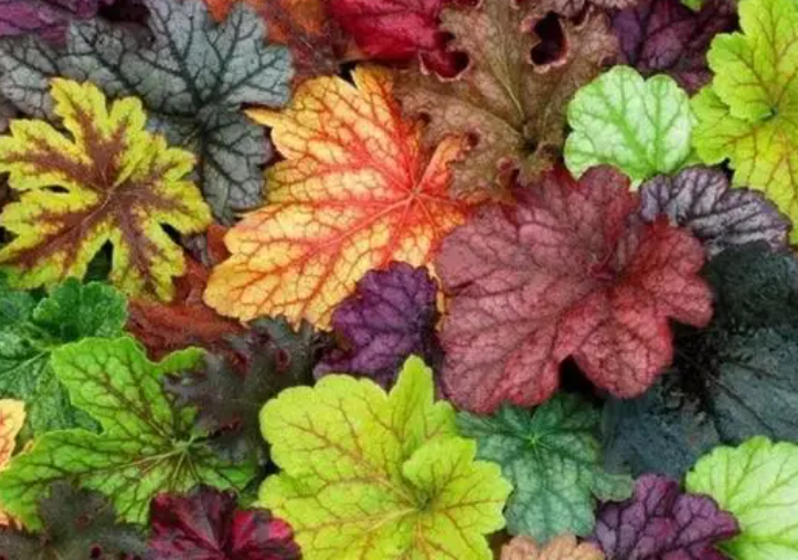 矾根可搭配的花草