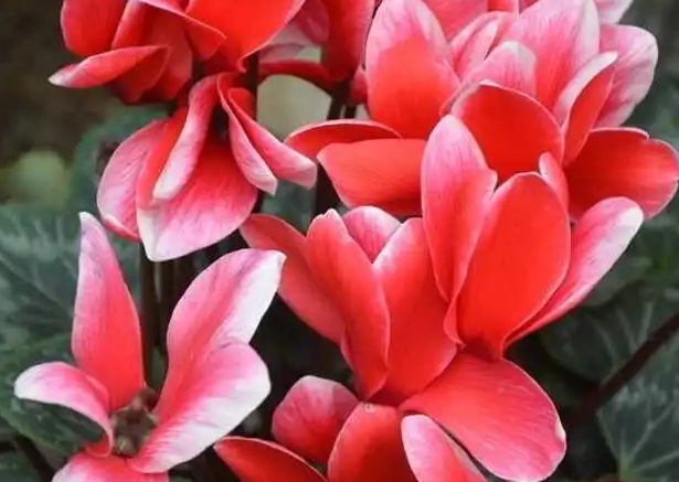 萝卜莲的花开败后怎么处理