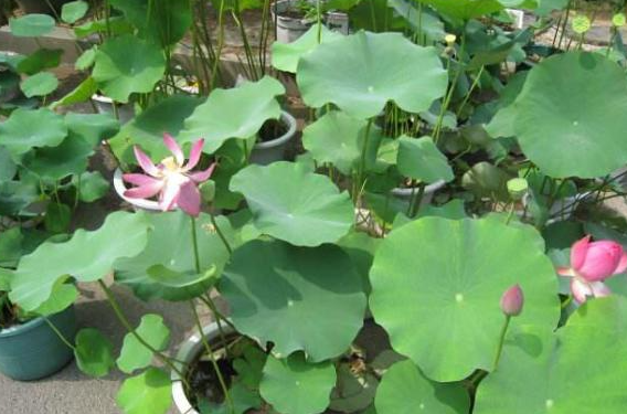 家里种荷花有什么讲究