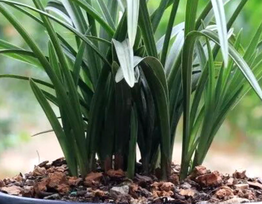 怎样养兰花不会烂根